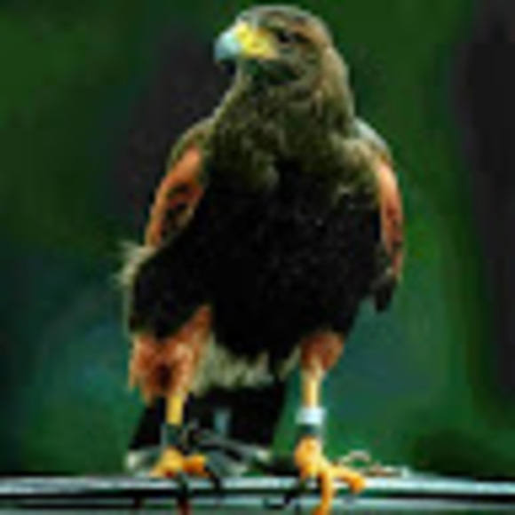 Meet your Posher, Dionicio - Picture 1 of 1